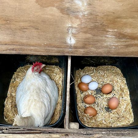 Charming Hen Cottage Countryside Retreat Lincoln Newball Eksteriør billede