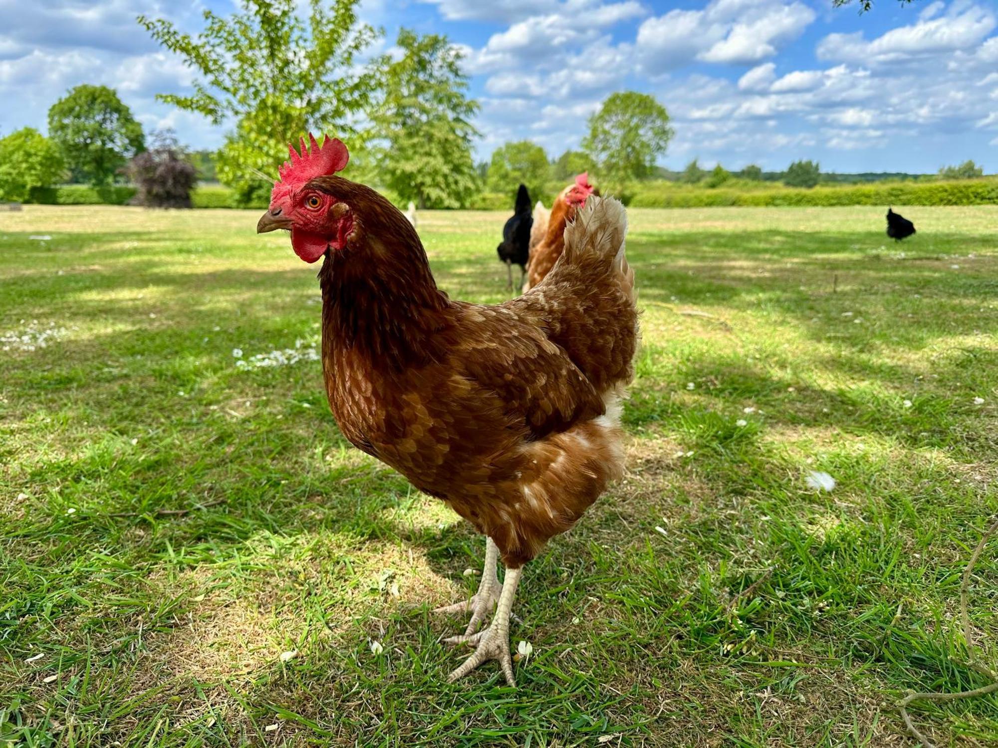 Charming Hen Cottage Countryside Retreat Lincoln Newball Eksteriør billede